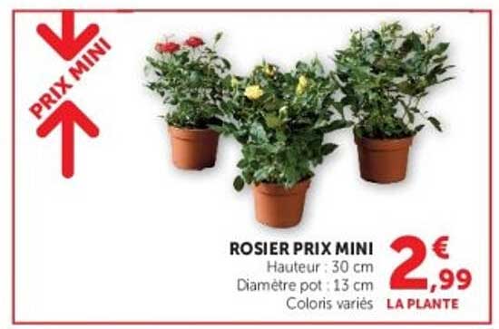 ROSIER PRIX MINI