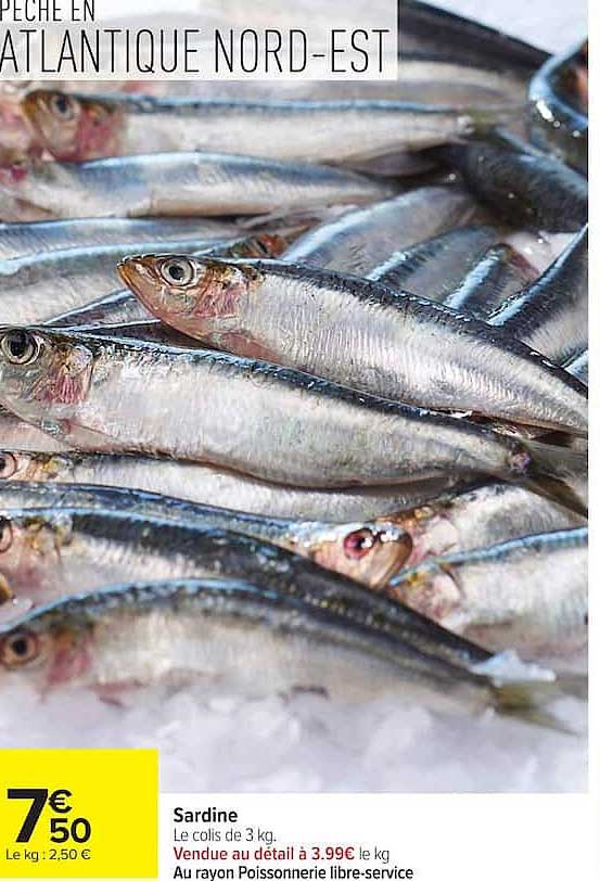 Sardine