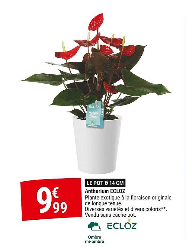 Anthurium ECLOZ