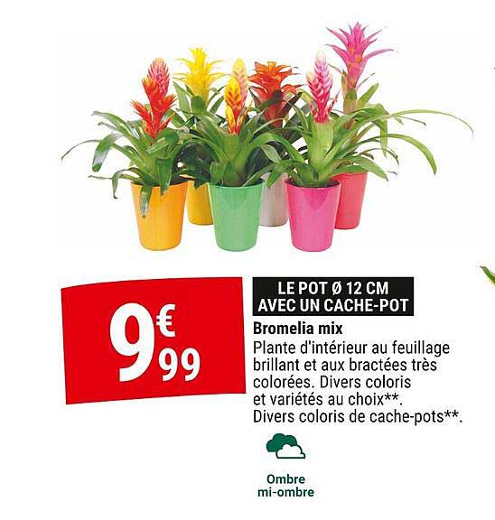 Bromelia mix