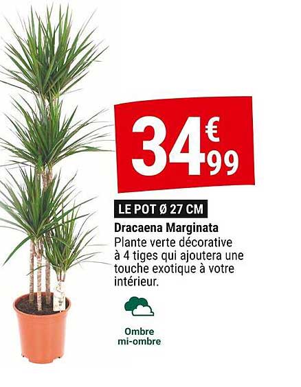 Dracaena Marginata