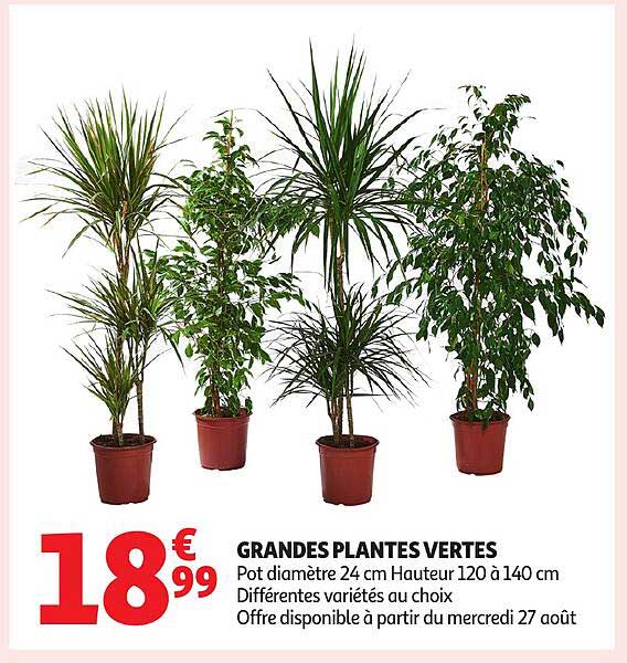 GRANDES PLANTES VERTES