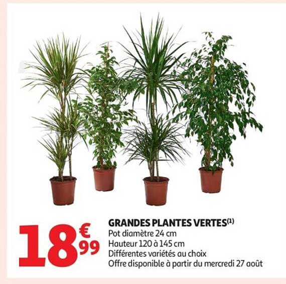 GRANDES PLANTES VERTES(1)