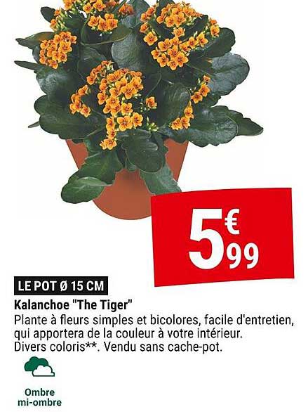 Kalanchoe "The Tiger"