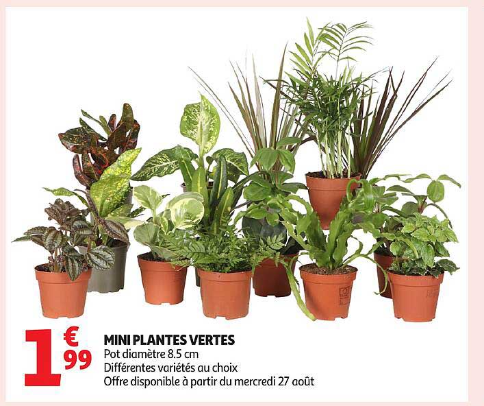 MINI PLANTES VERTES