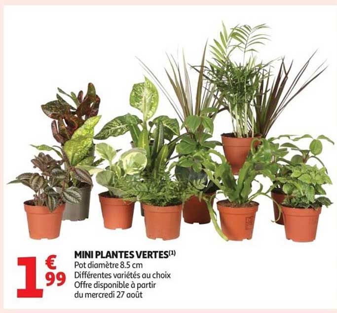 MINI PLANTES VERTES