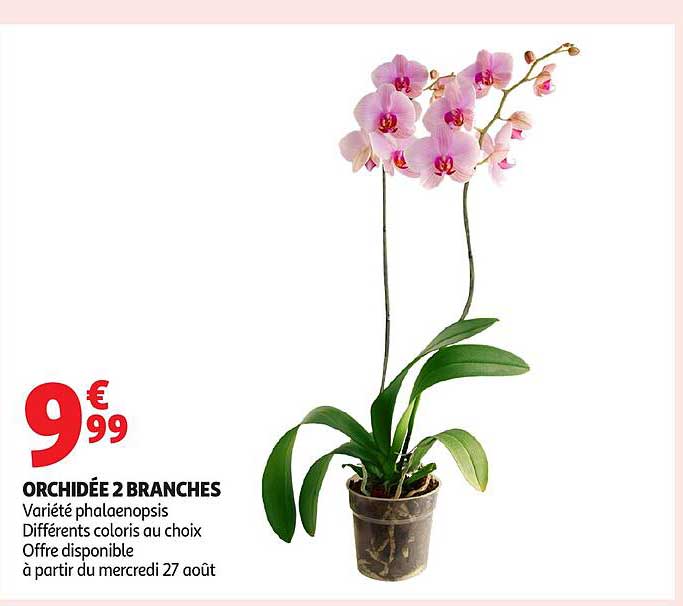 ORCHIDÉE 2 BRANCHES