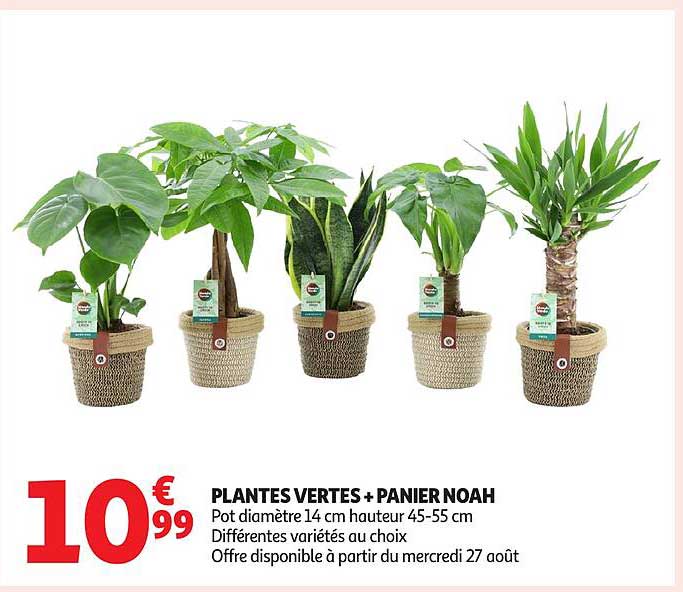 PLANTES VERTES + PANIER NOAH