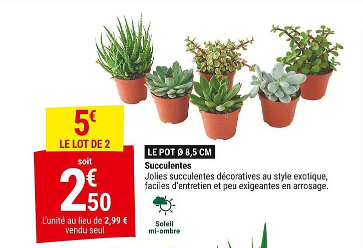 Succulentes