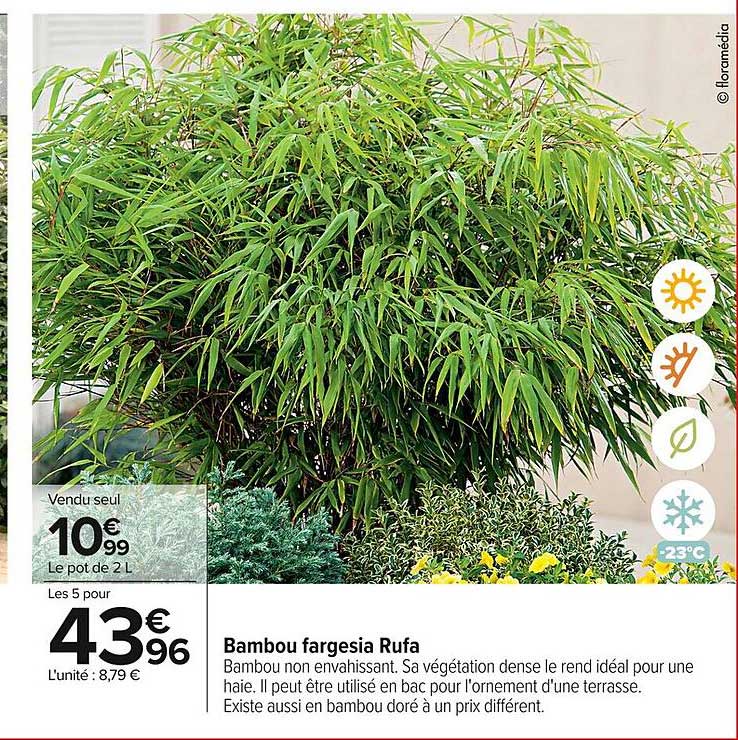Bambou fargesia Rufa