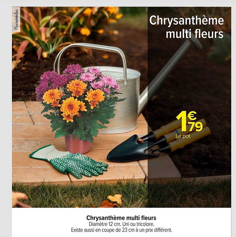 Chrysanthème multi fleurs