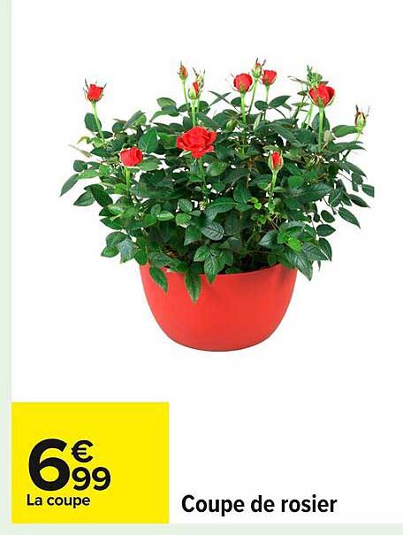 Coupe de rosier
