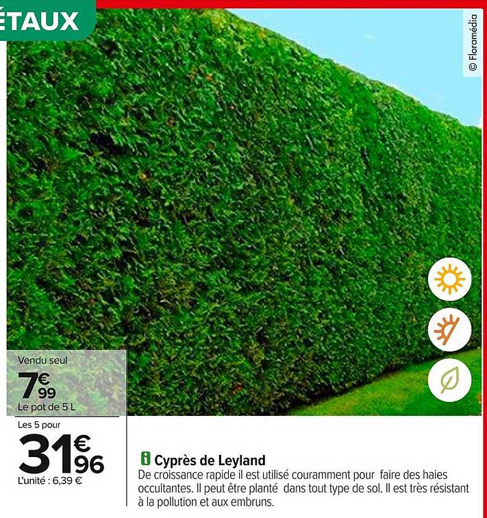 Cyprès de Leyland