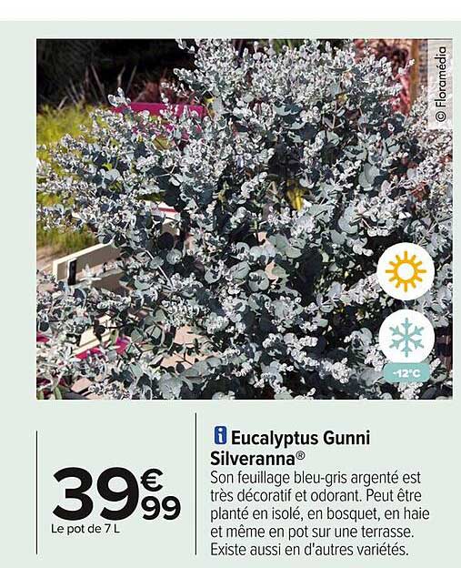 Eucalyptus Gunni Silveranna®