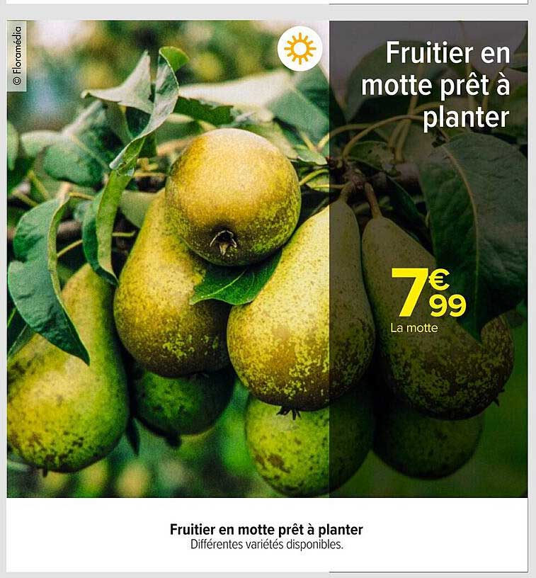 Fruitier en motte prêt à planter