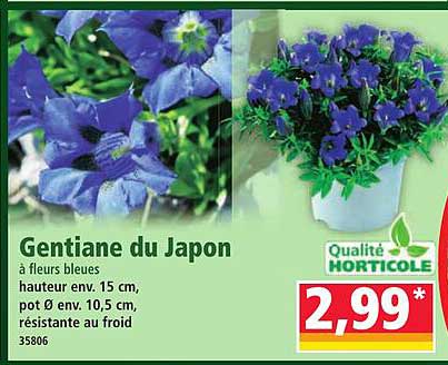 Gentiane du Japon