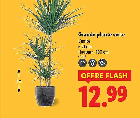 Grande plante verte