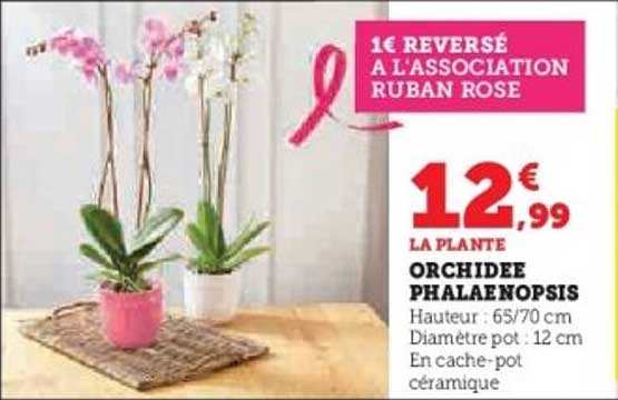 LA PLANTE ORCHIDEE PHALAENOPSIS
