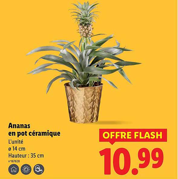 OFRE FLASH