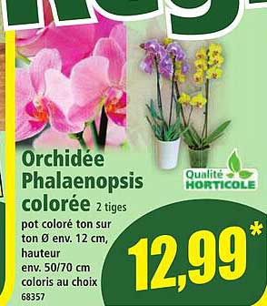 Orchidée Phalaenopsis colorée 2 tiges