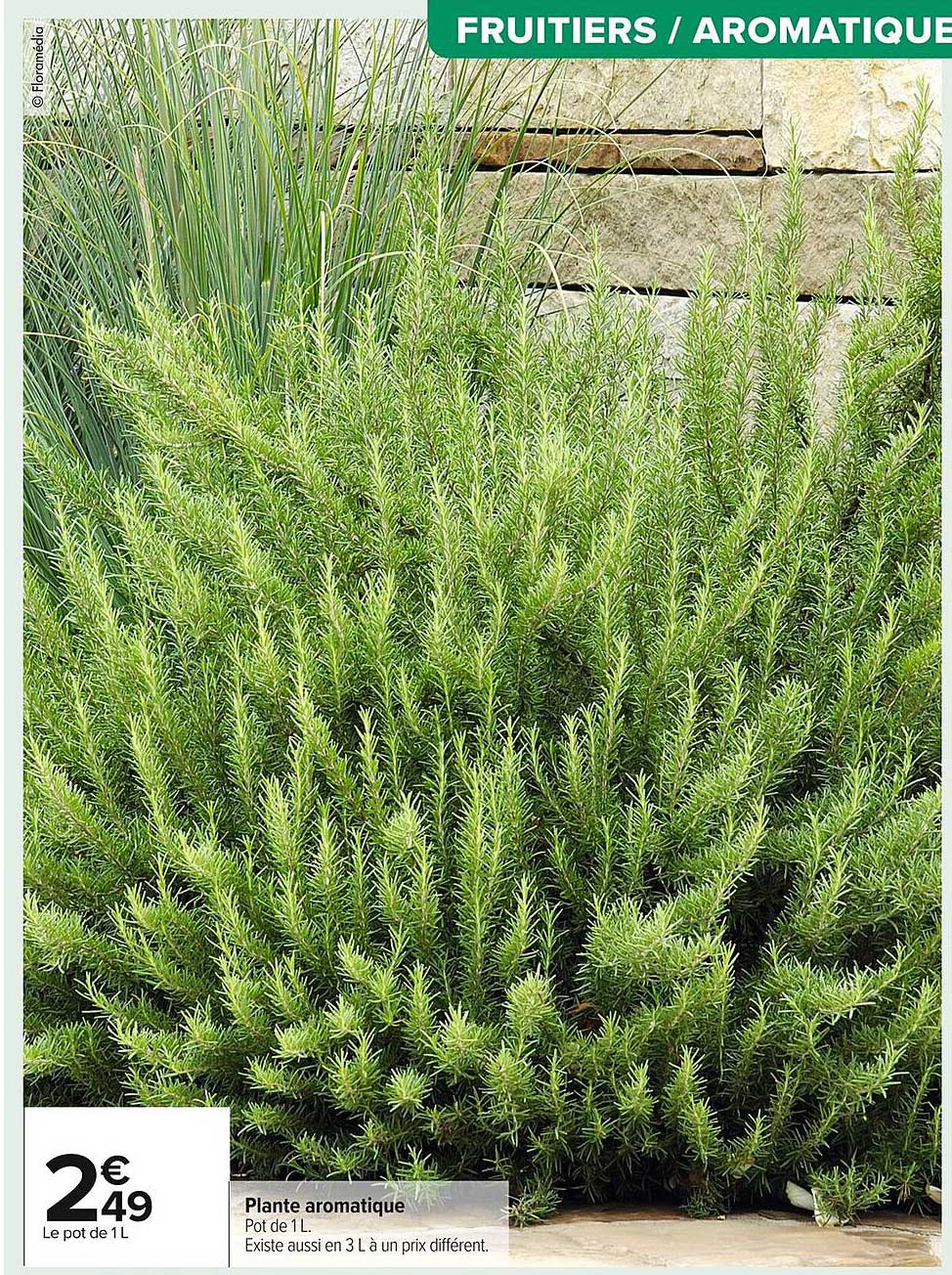 Plante aromatique