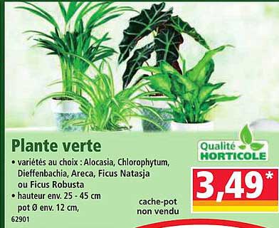 Plante verte
