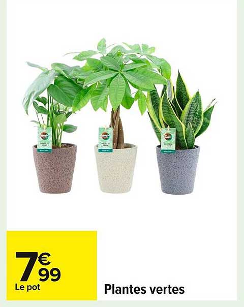 Plantes vertes