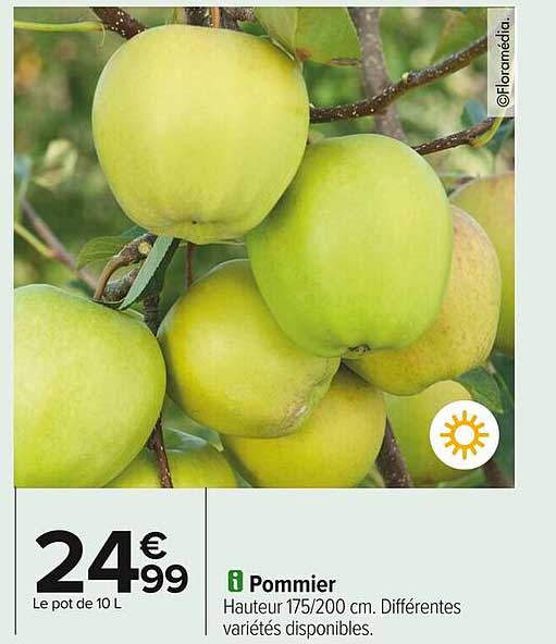 Pommier