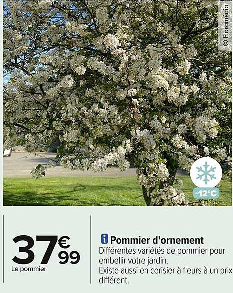 Pommier d'ornement