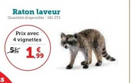 Raton laveur