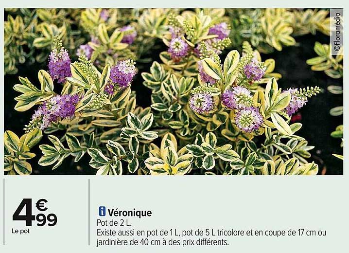 Véronique