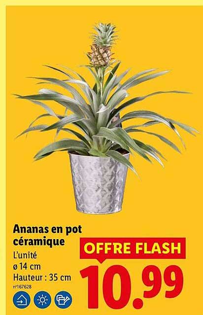 Ananas en pot céramique
