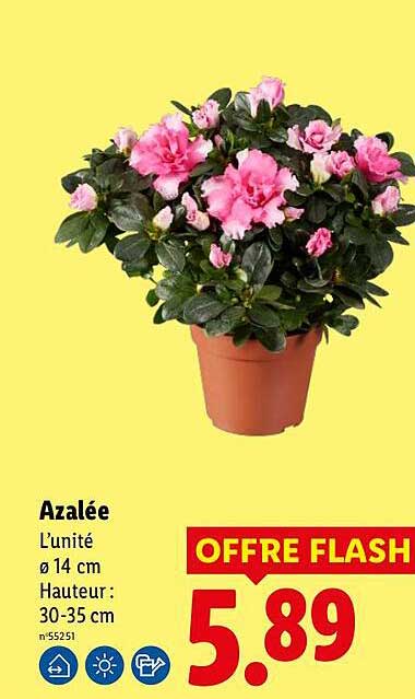 Azalée
