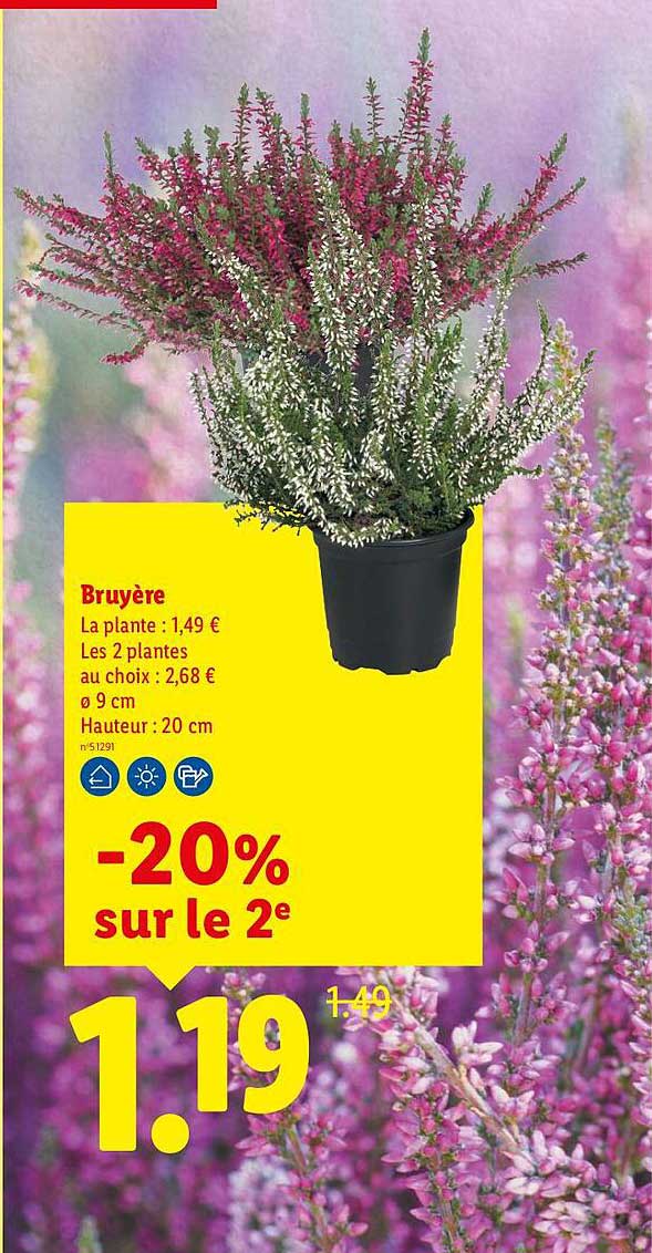 Bruyère