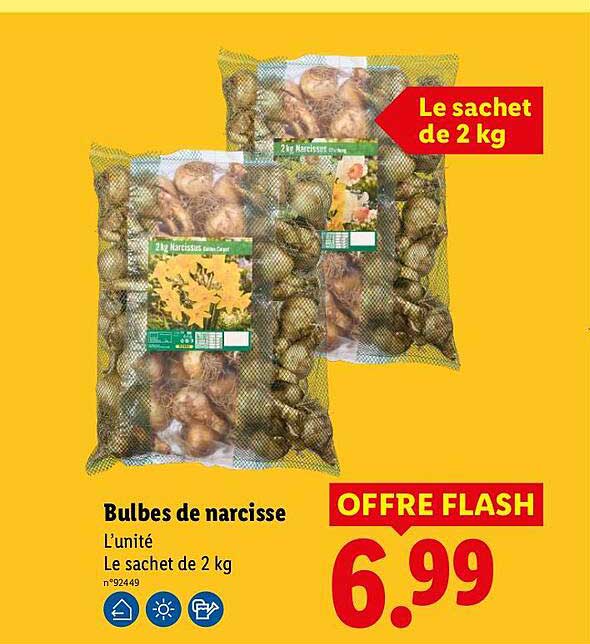 Bulbes de narcisse