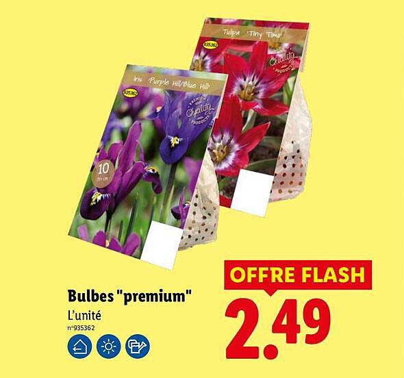 Bulbes "premium"