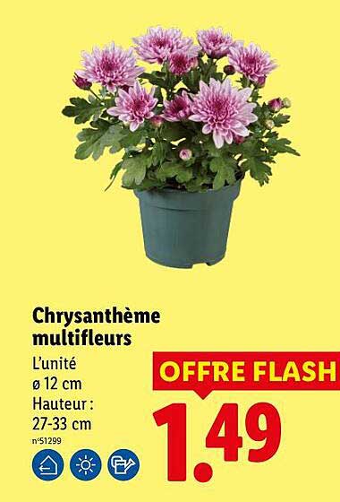Chrysanthème multifleurs