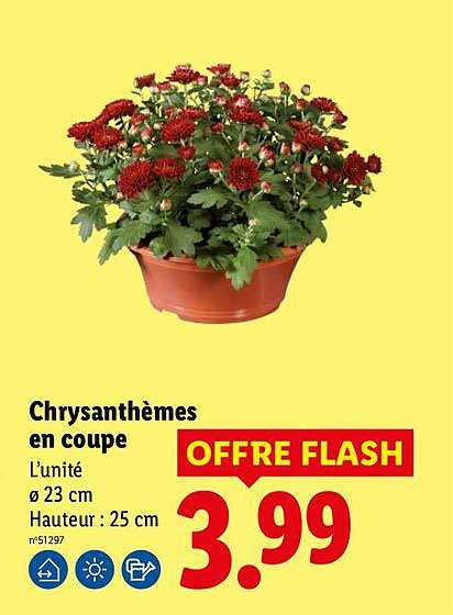 Chrysanthèmes en coupe
