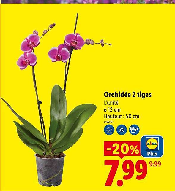 Orchidée 2 tiges
