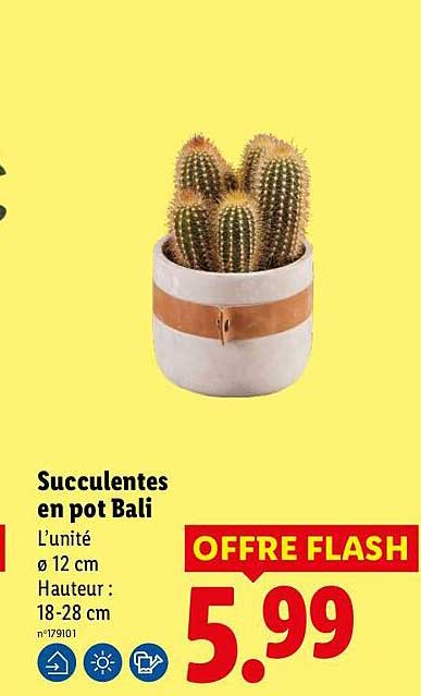 Succulentes en pot Bali