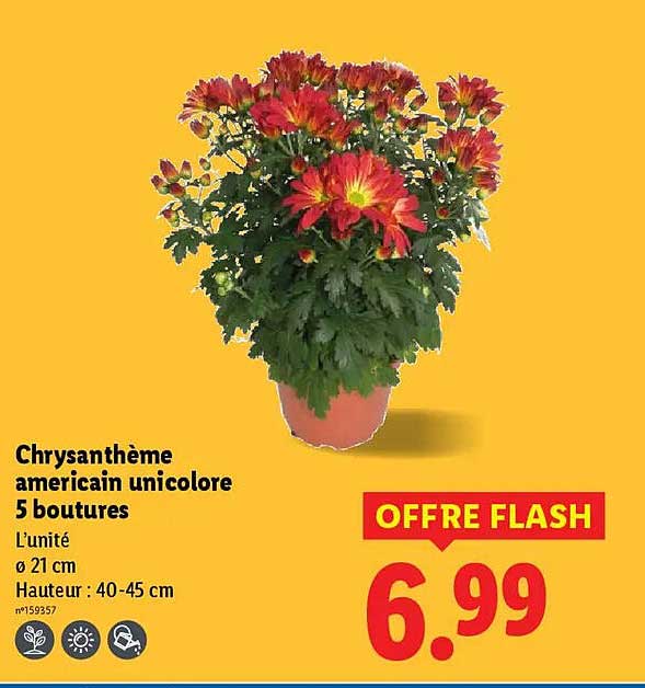 Chrysanthème americain unicolore 5 boutures