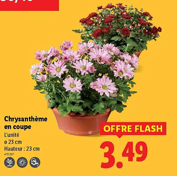 Chrysanthème en coupe