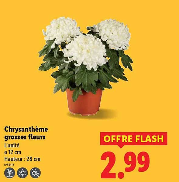 Chrysanthème grosses fleurs