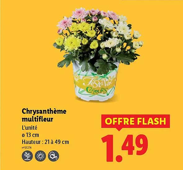 Chrysanthème multifleur
