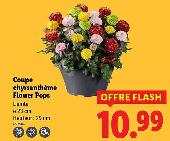 Coupe chrysanthème Flower Pops