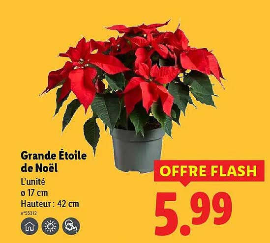 Grande Étoile de Noël