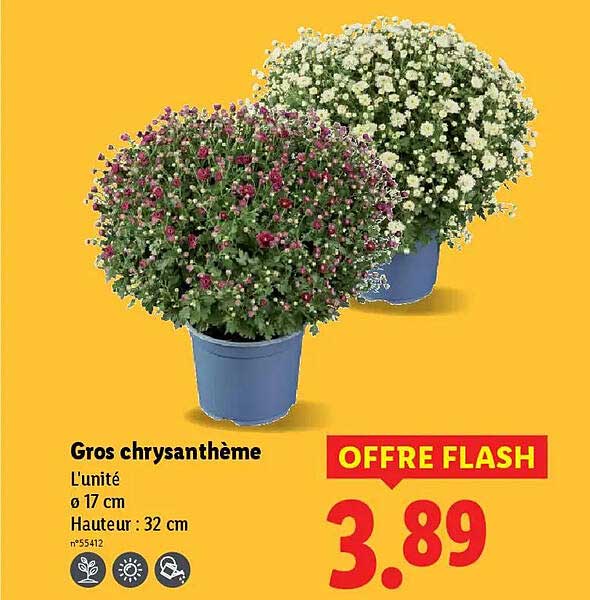 Gros chrysanthème
