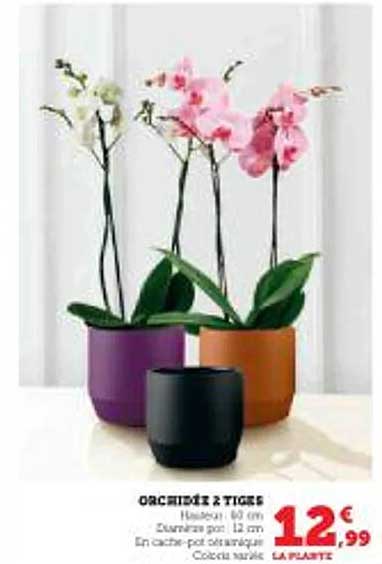 ORCHIDÉE 2 TIGES