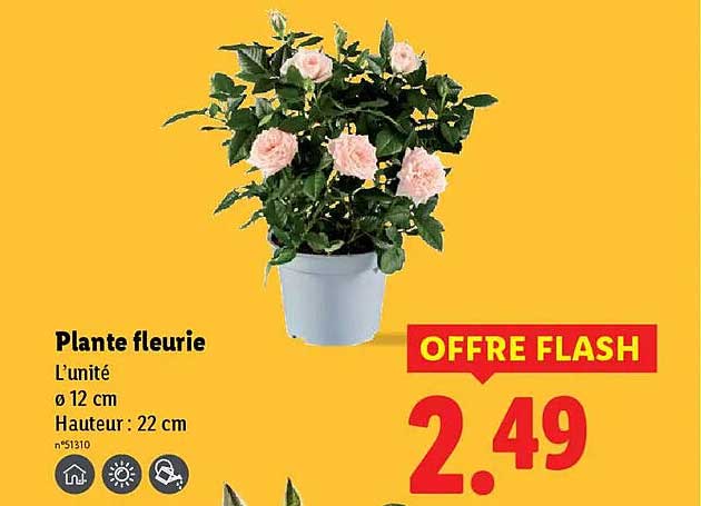 Plante fleurie