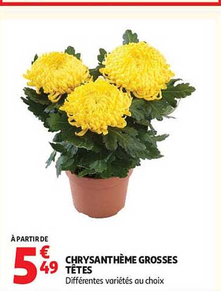 CHRYSANTHÈME GROSSES TÊTES